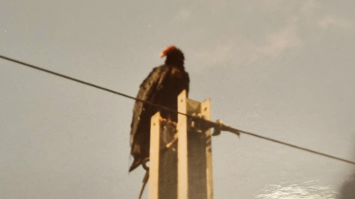 Turkey Vulture - Seán Holland