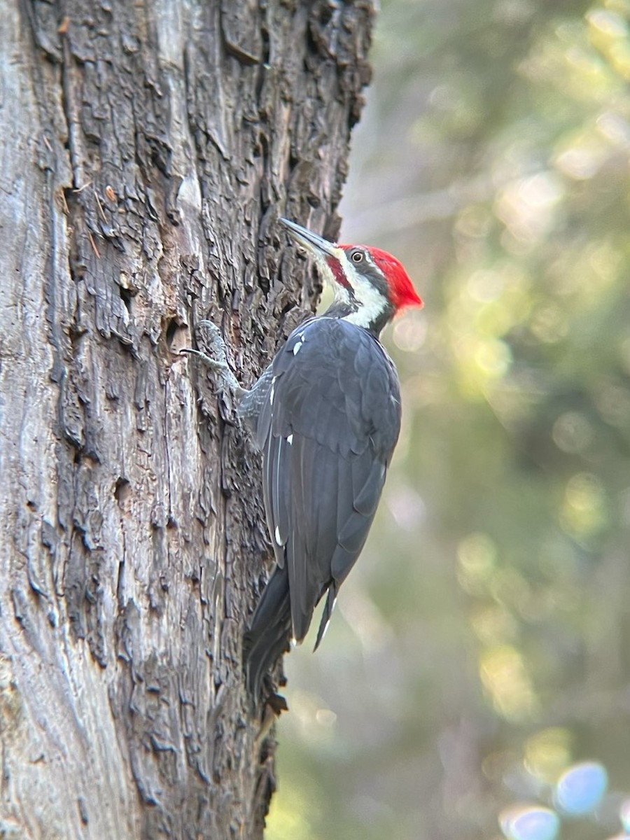 Pileated Woodpecker - Jana Engel