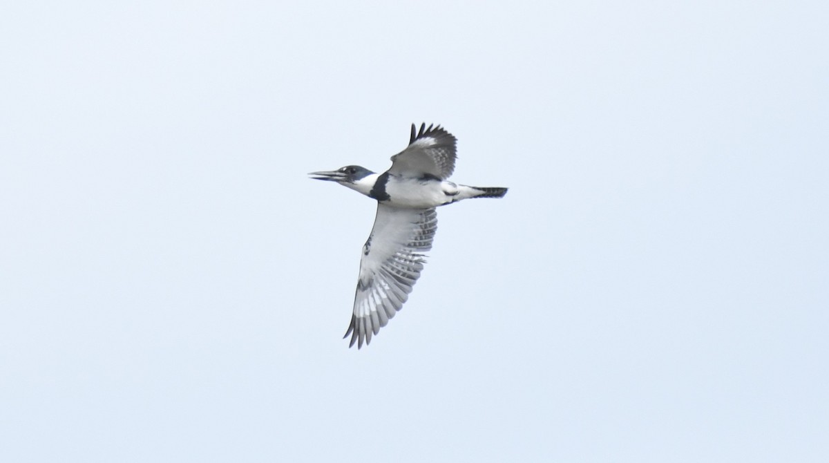 Belted Kingfisher - ML616593819