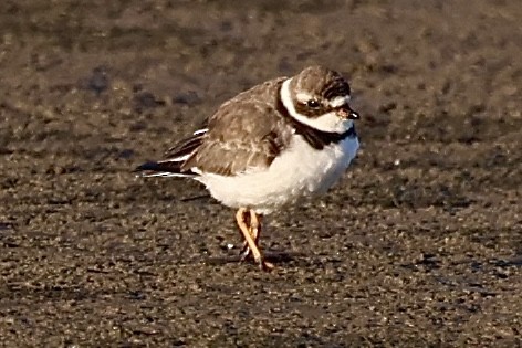 Semipalmated Plover - ML616593882