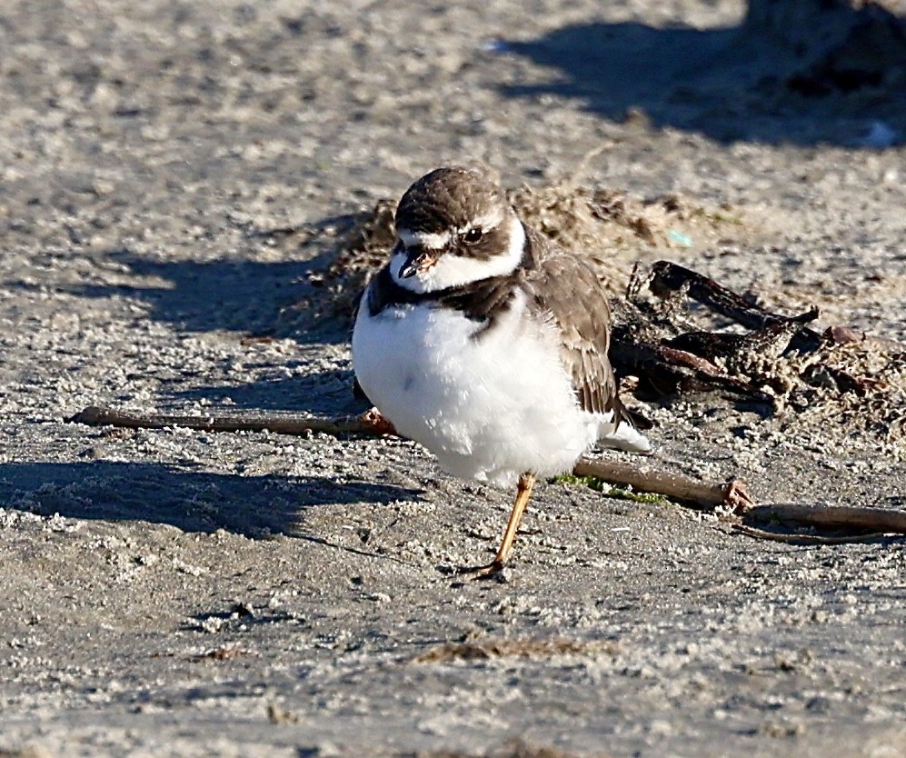 Semipalmated Plover - ML616593883