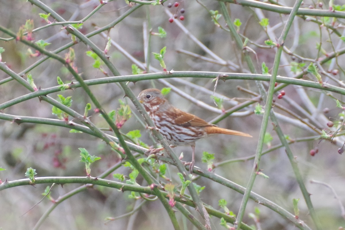 Fox Sparrow (Red) - ML616593919
