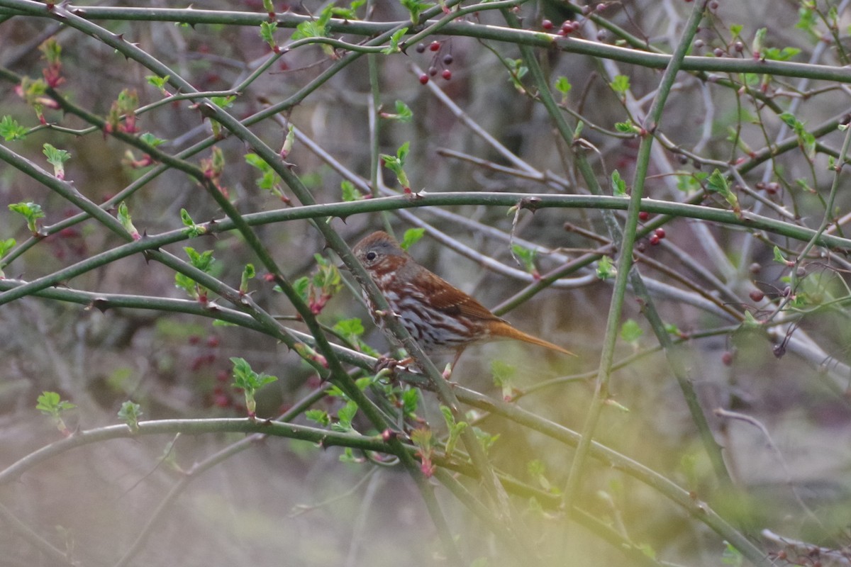 Fox Sparrow (Red) - ML616593920