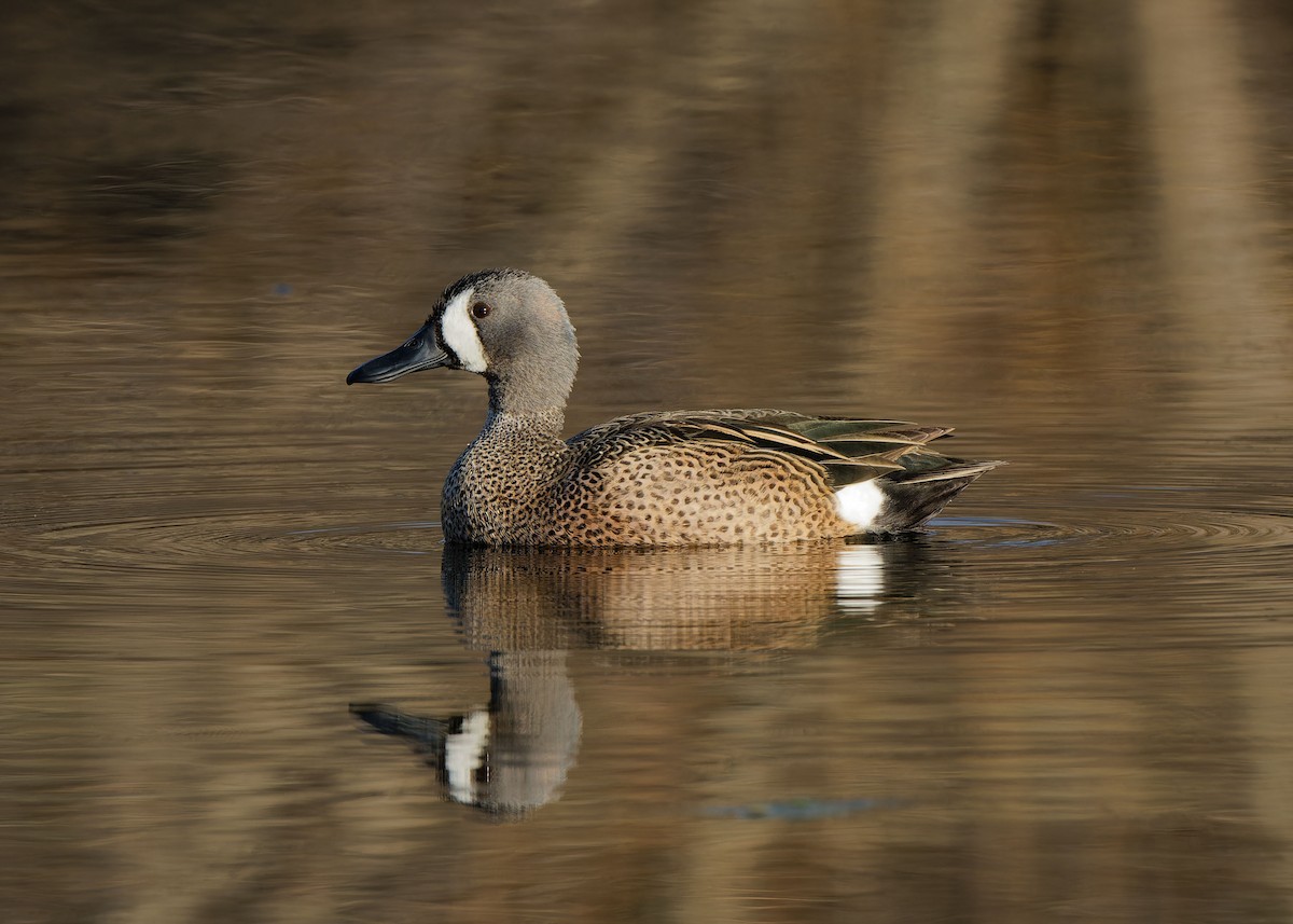 Blue-winged Teal - ML616593923