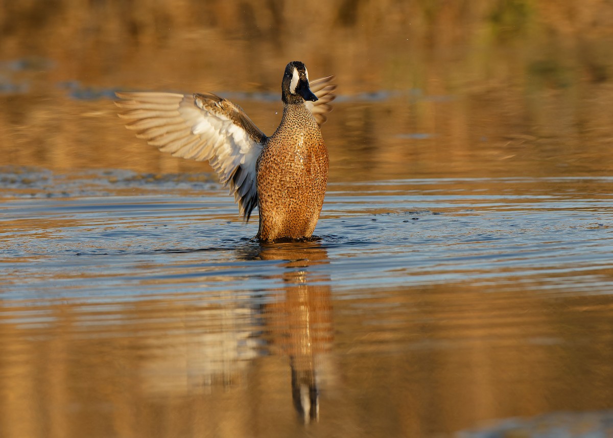 Blue-winged Teal - ML616593929
