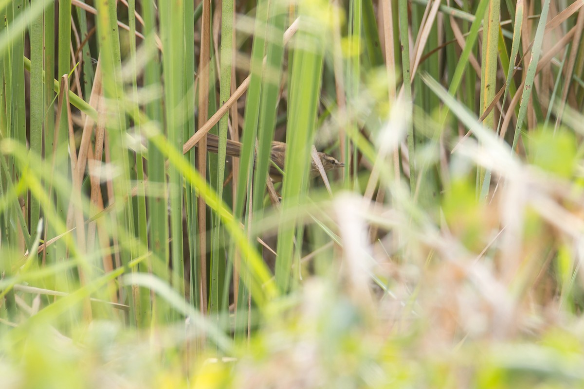 Manchurian Reed Warbler - Wich’yanan Limparungpatthanakij