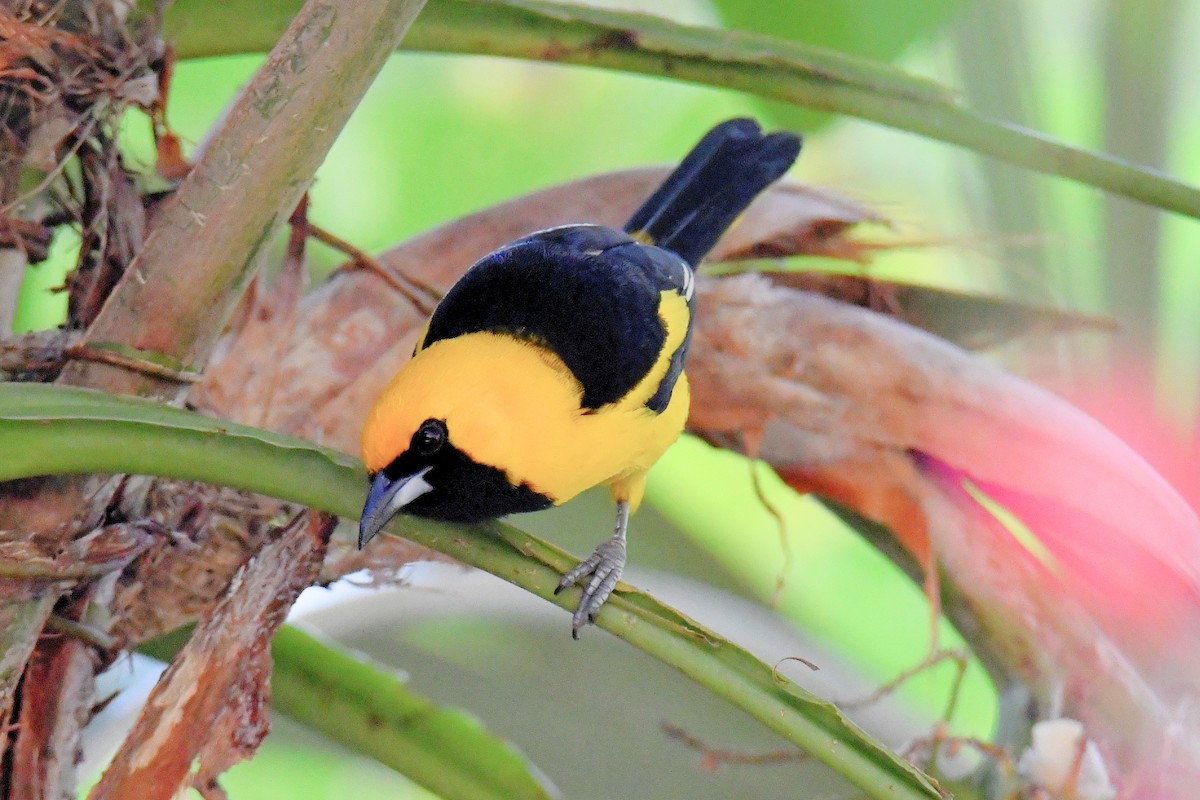 Yellow-tailed Oriole - ML616593968