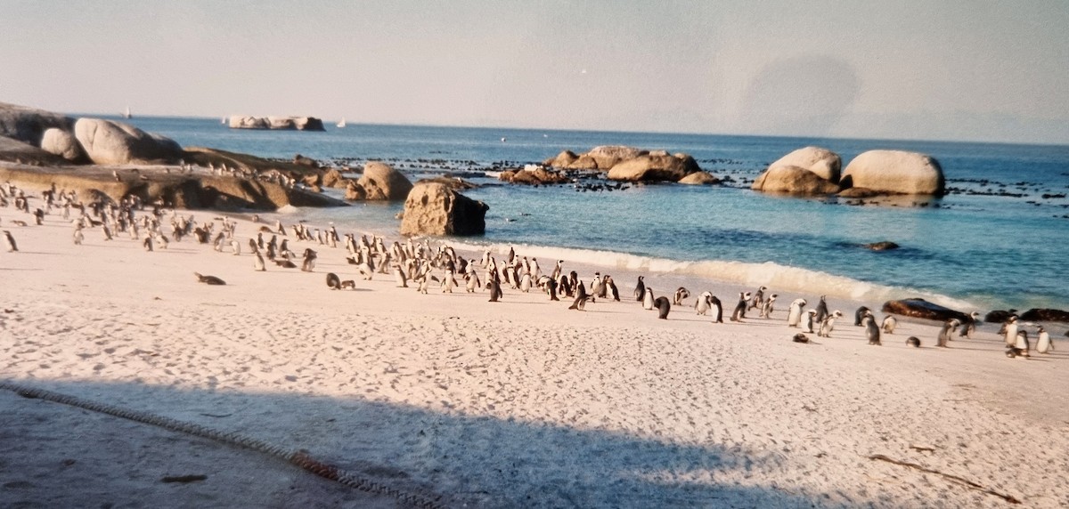 African Penguin - ML616593970