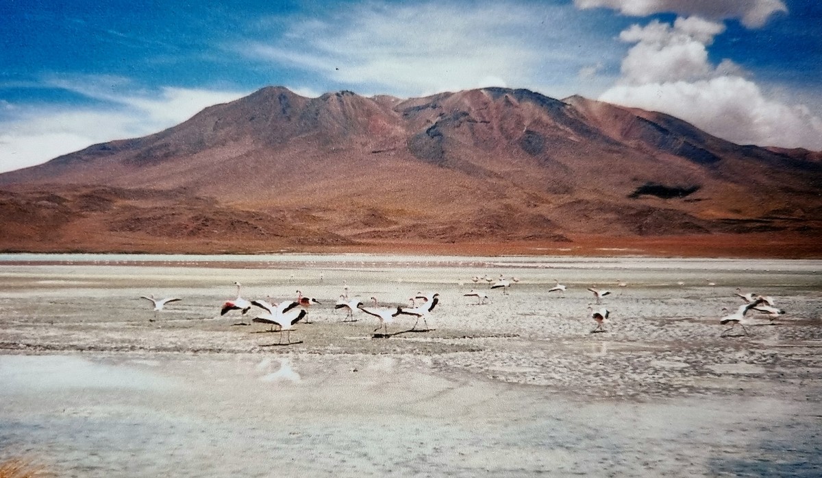 Andean Flamingo - Seán Holland