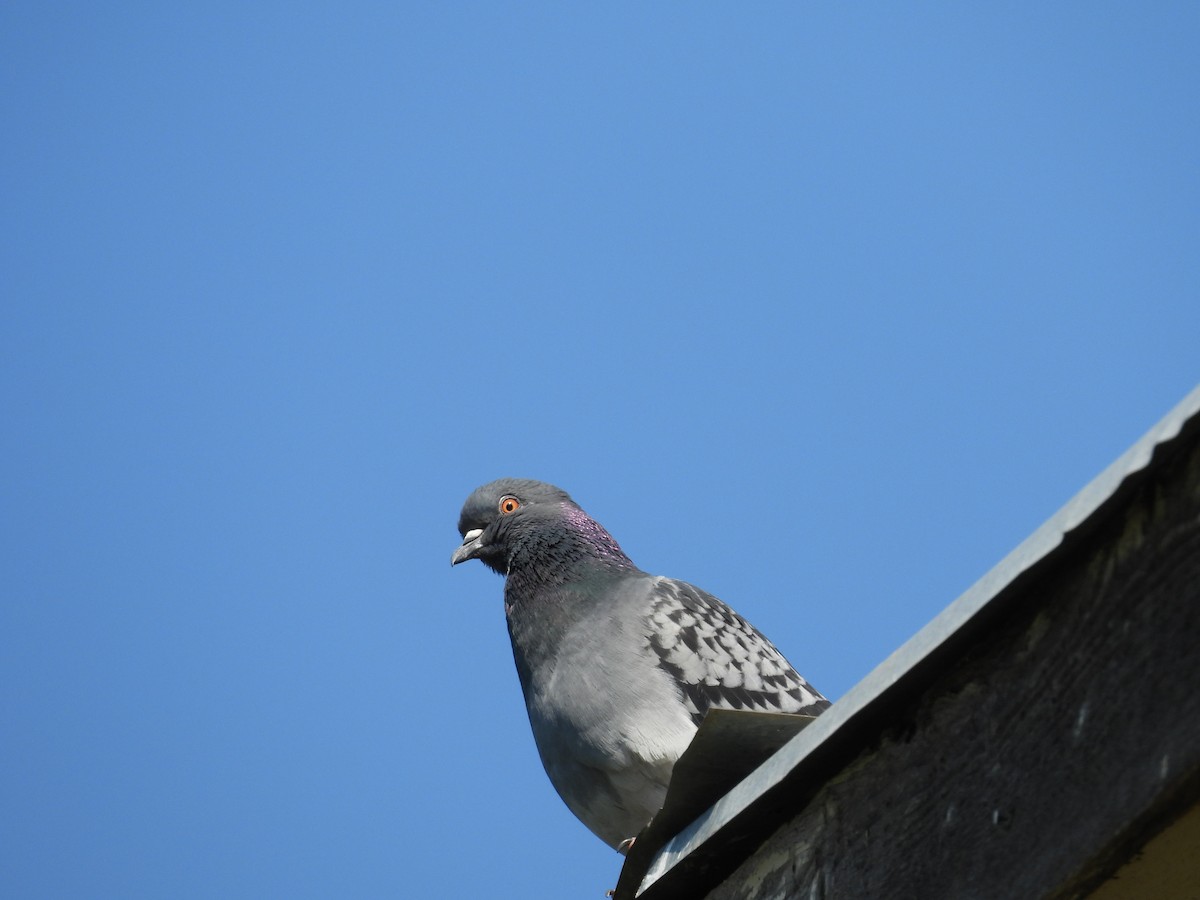 Rock Pigeon (Feral Pigeon) - ML616594052
