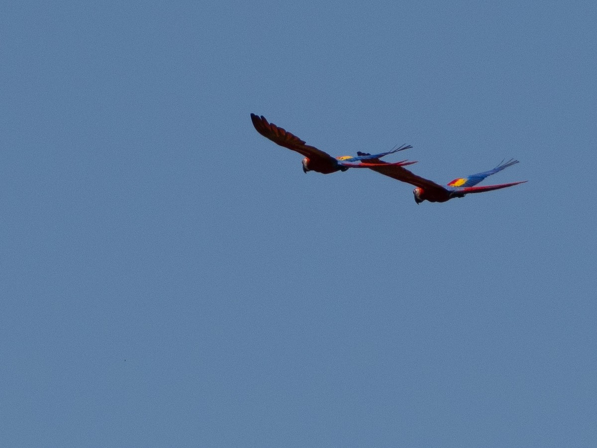 Scarlet Macaw - ML616594083