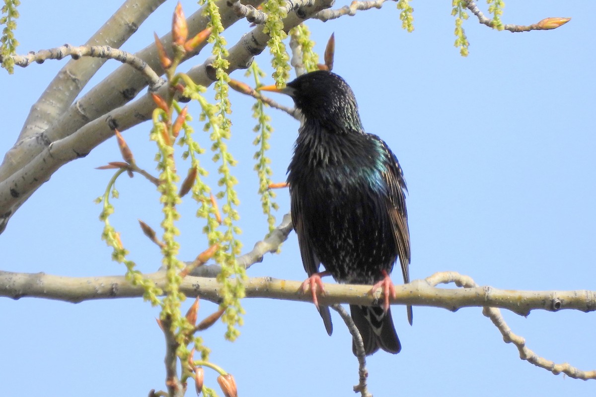 European Starling - Diana LaSarge and Aaron Skirvin