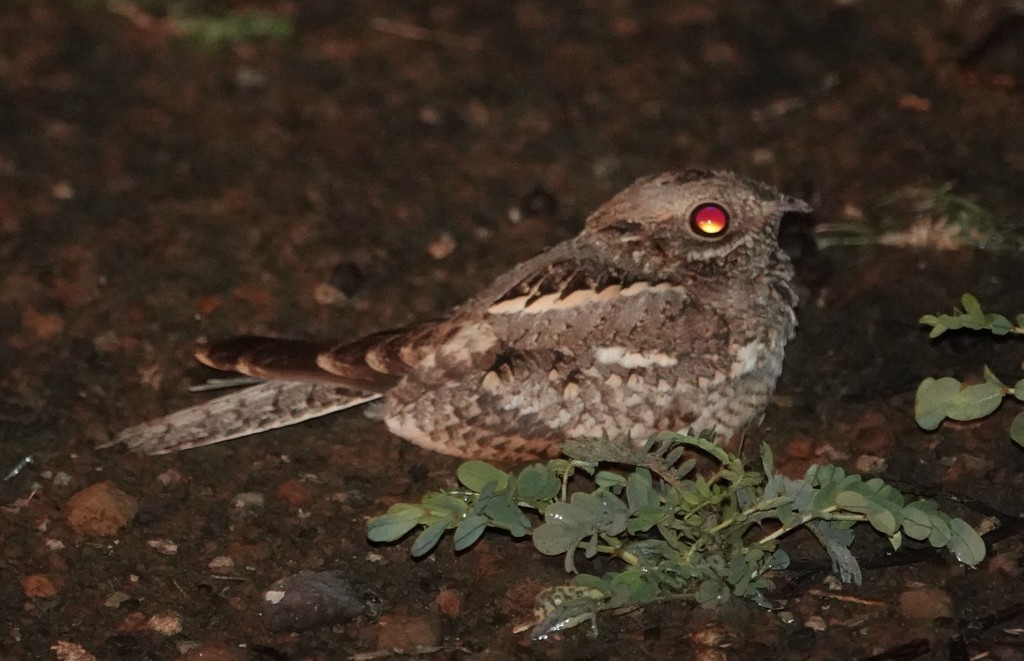 Slender-tailed Nightjar - ML616594203