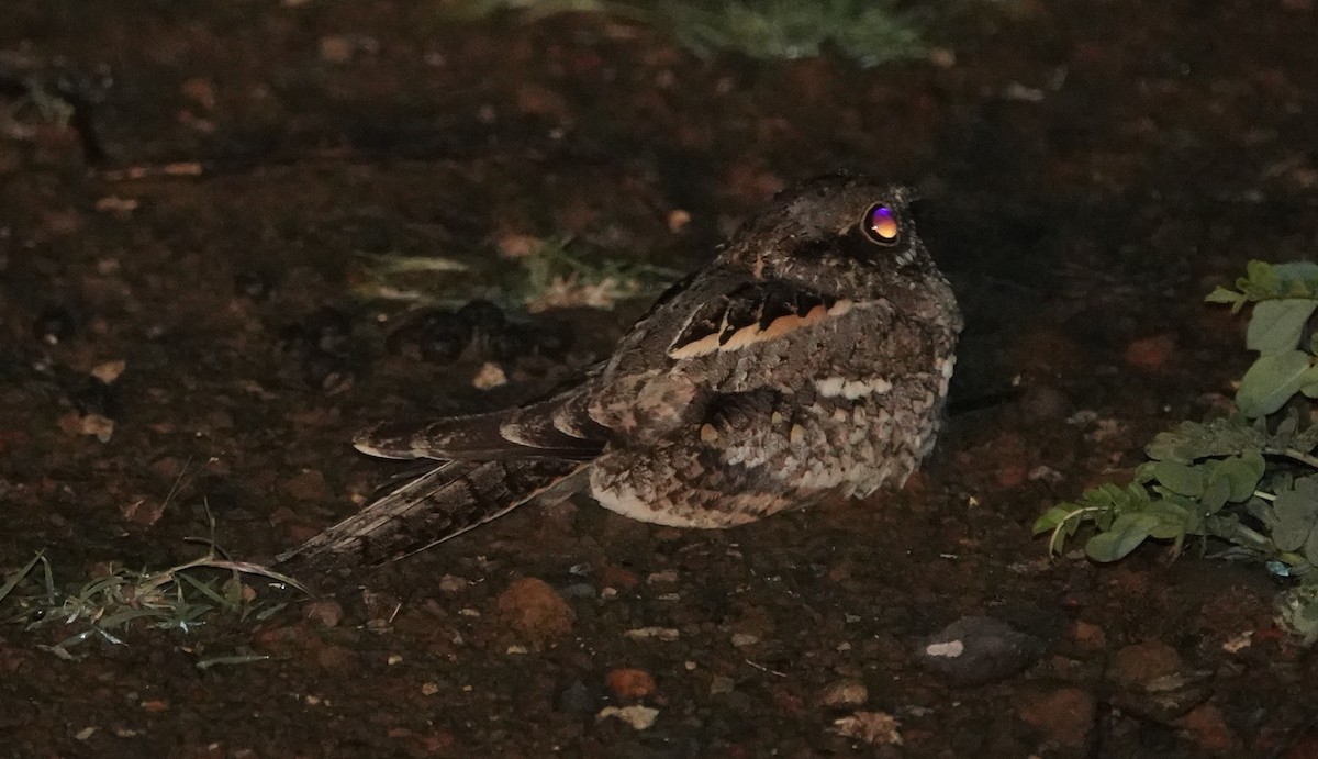 Slender-tailed Nightjar - ML616594204