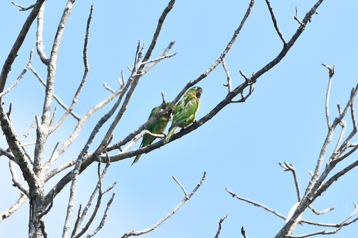 Olive-throated Parakeet - ML616594283