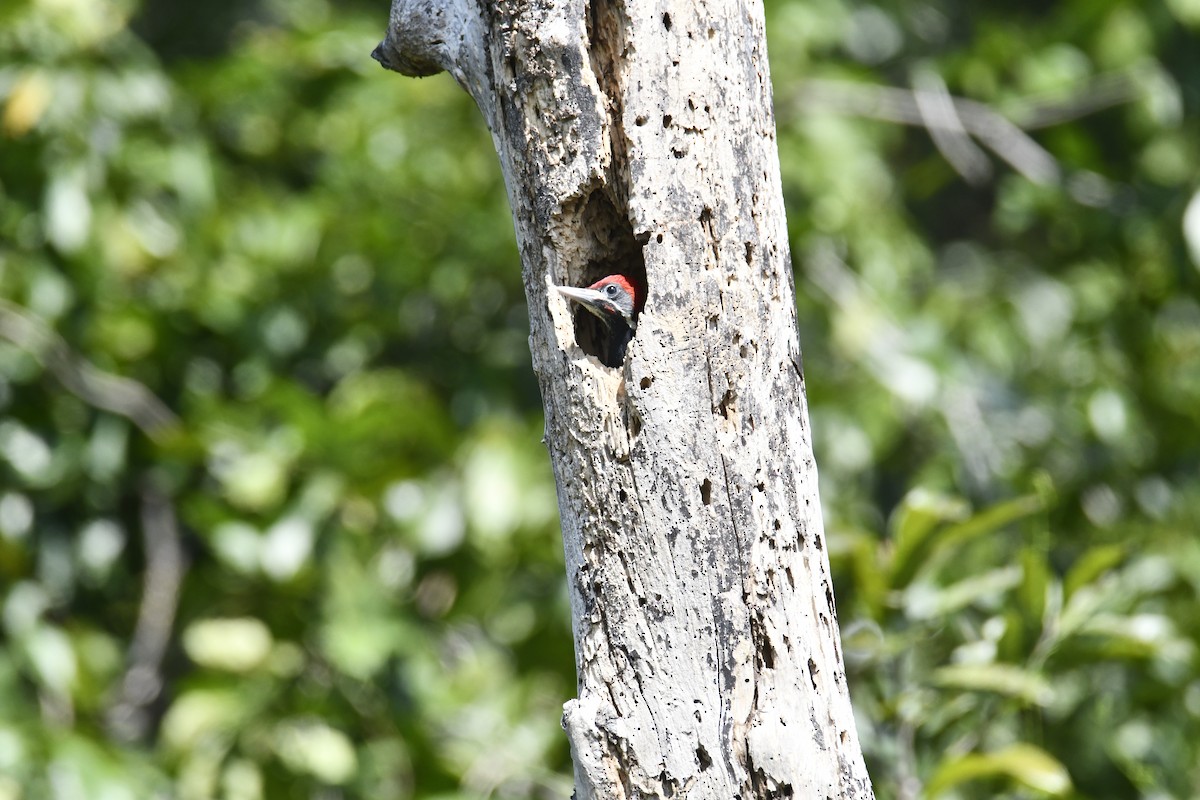 Lineated Woodpecker - ML616594293