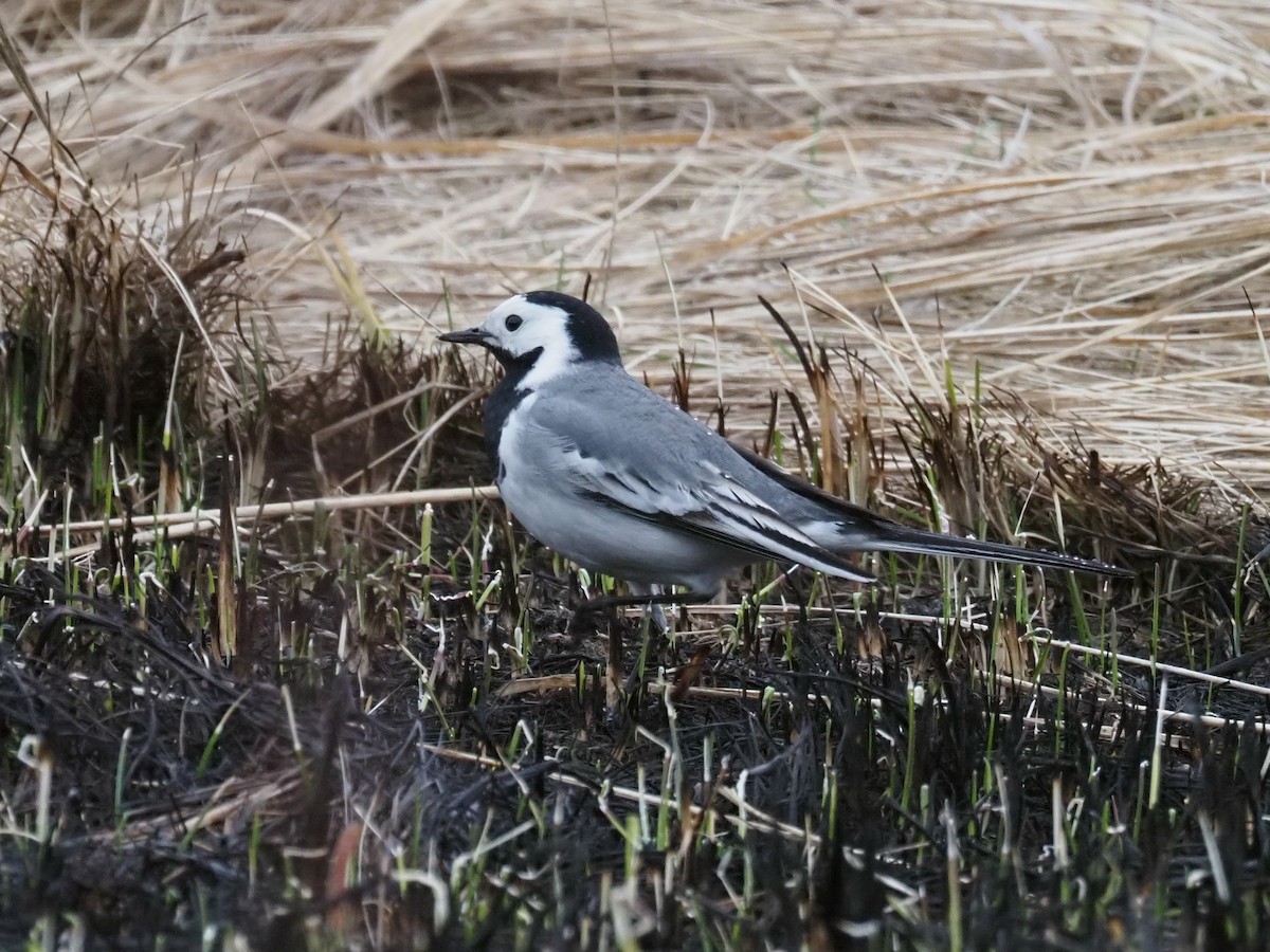 White Wagtail (White-faced) - ML616594304
