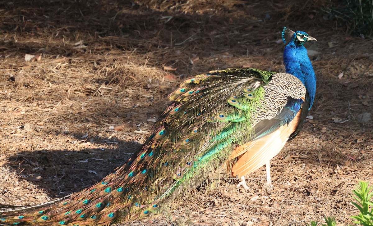 Indian Peafowl (Domestic type) - ML616594338