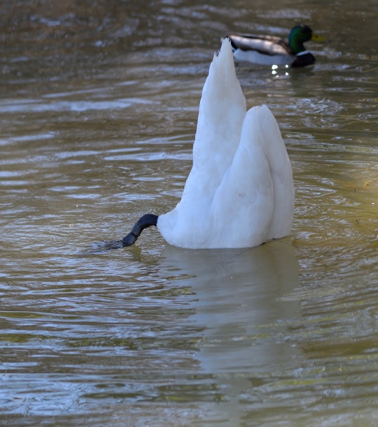 Mute Swan - Gordan Pomorišac