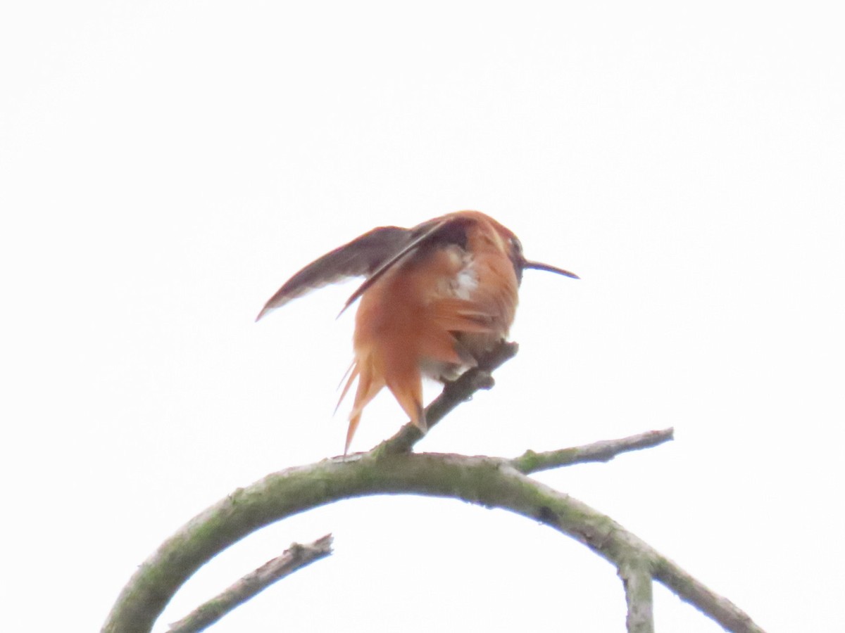 Rufous Hummingbird - ML616594366