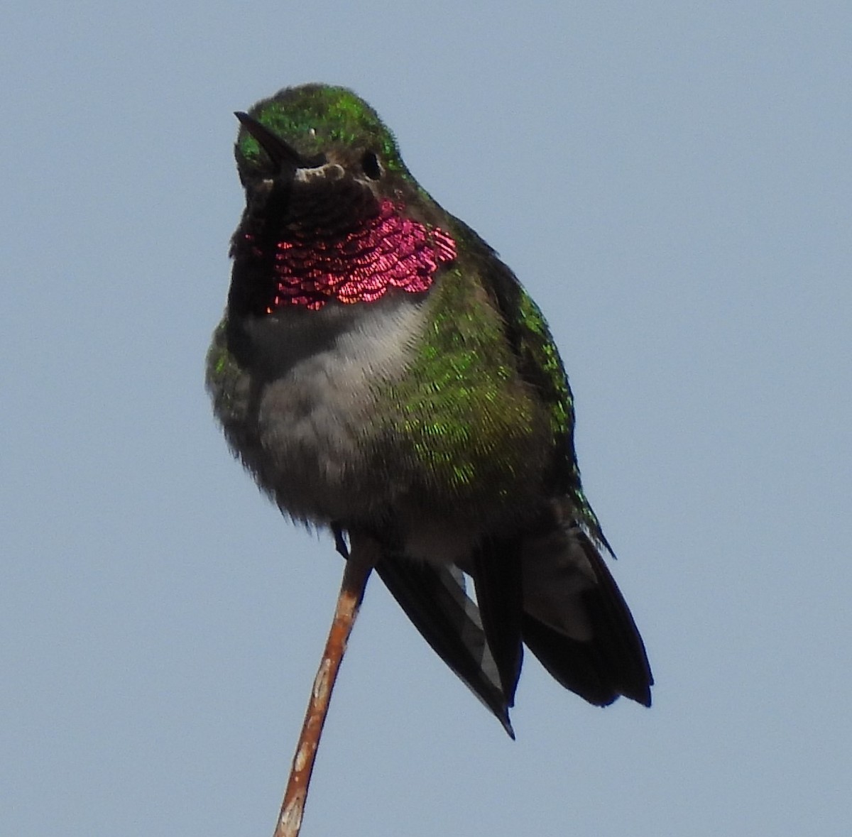 Broad-tailed Hummingbird - ML616594373