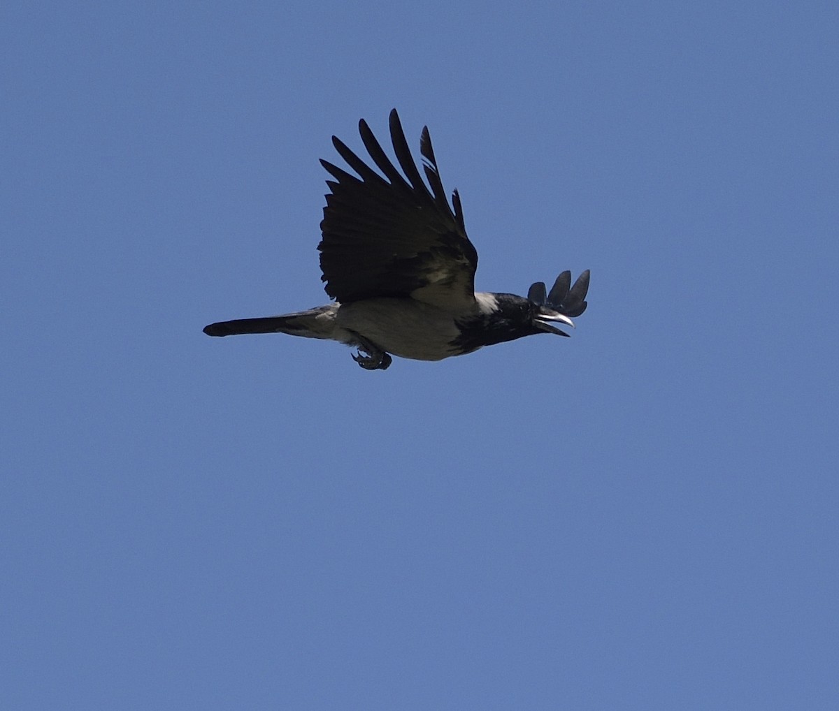 Hooded Crow - ML616594387