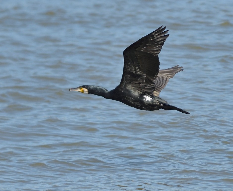 Great Cormorant - Gordan Pomorišac