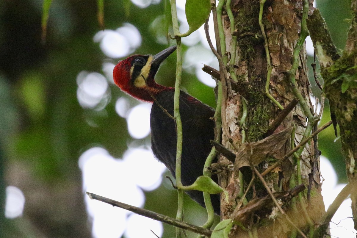 Crimson-bellied Woodpecker - ML616594432