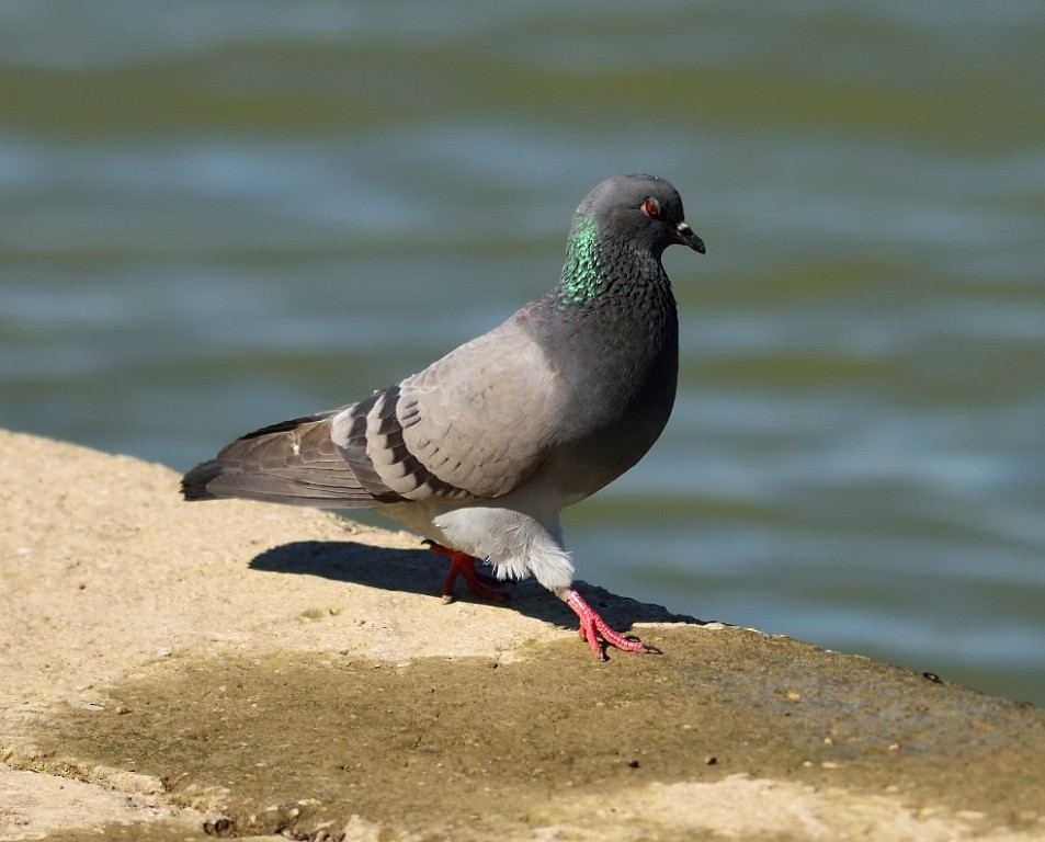 Rock Pigeon (Feral Pigeon) - ML616594479