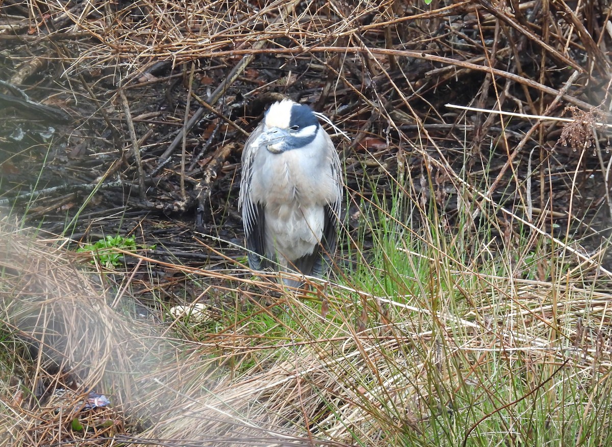 eBird Checklist 28 Mar 2024 Frost Fish Creek, Chatham 9 species