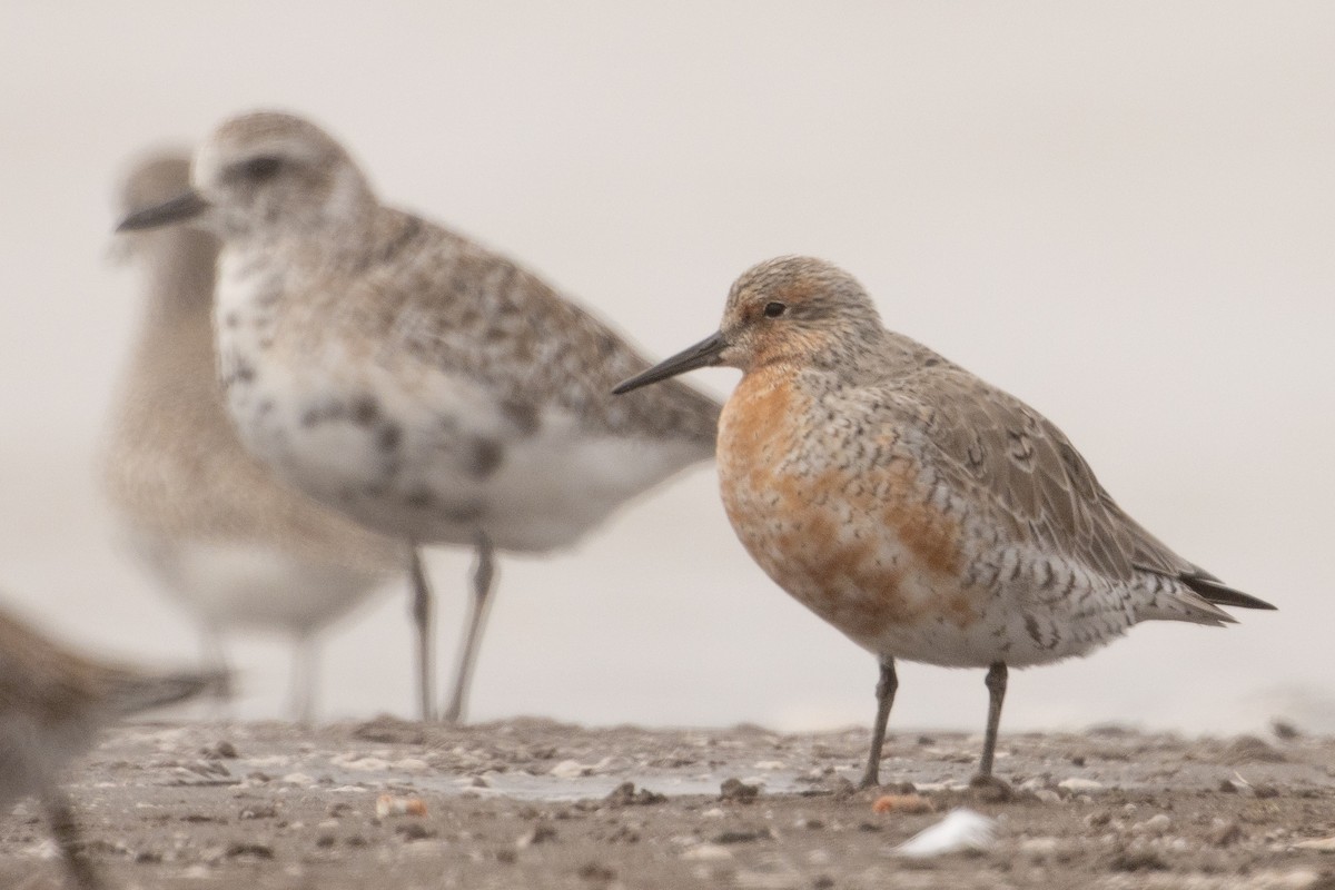 Red Knot - ML616594593