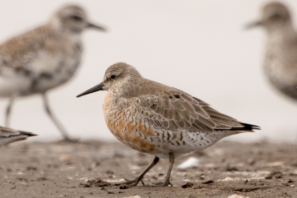 Red Knot - ML616594605