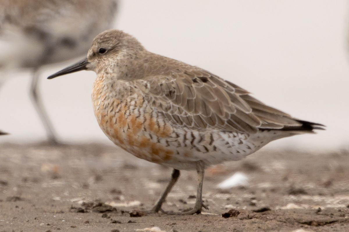 Red Knot - ML616594608