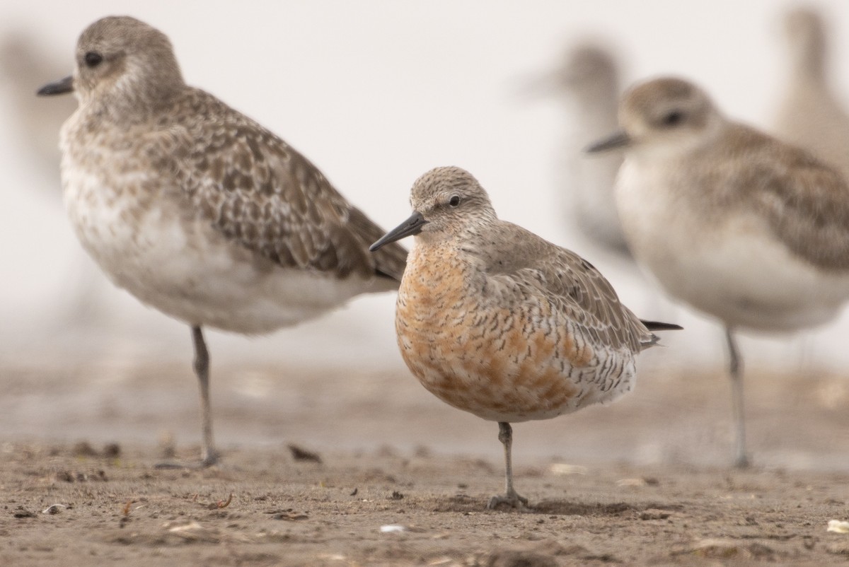Red Knot - ML616594622