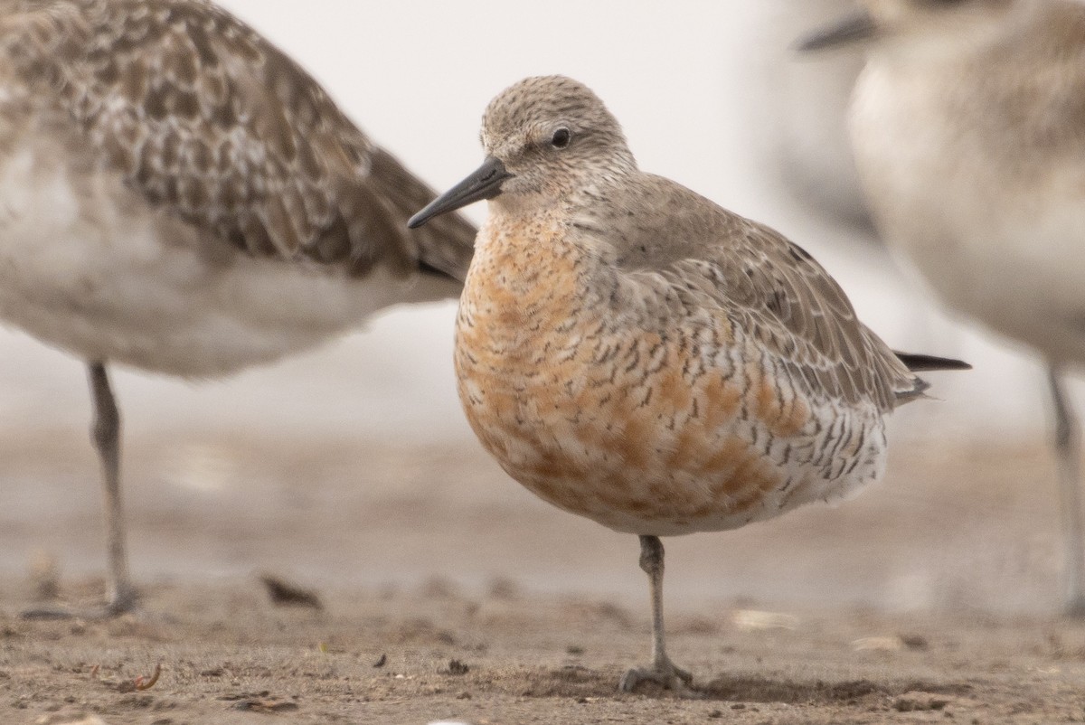 Red Knot - ML616594623