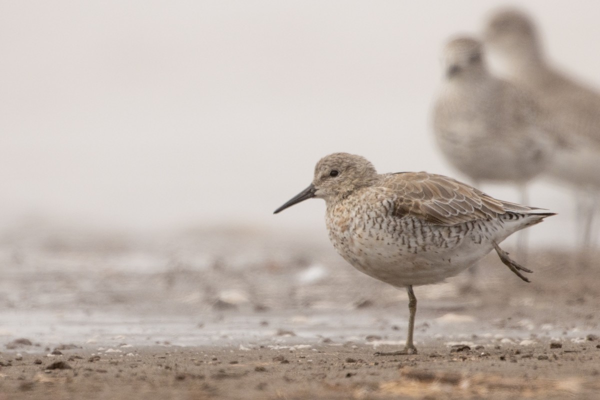 Red Knot - ML616594660