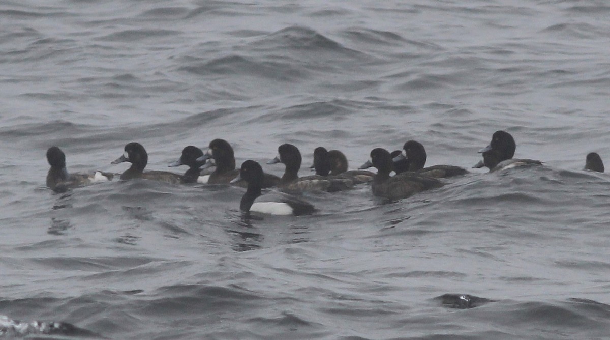 Greater Scaup - ML616594676