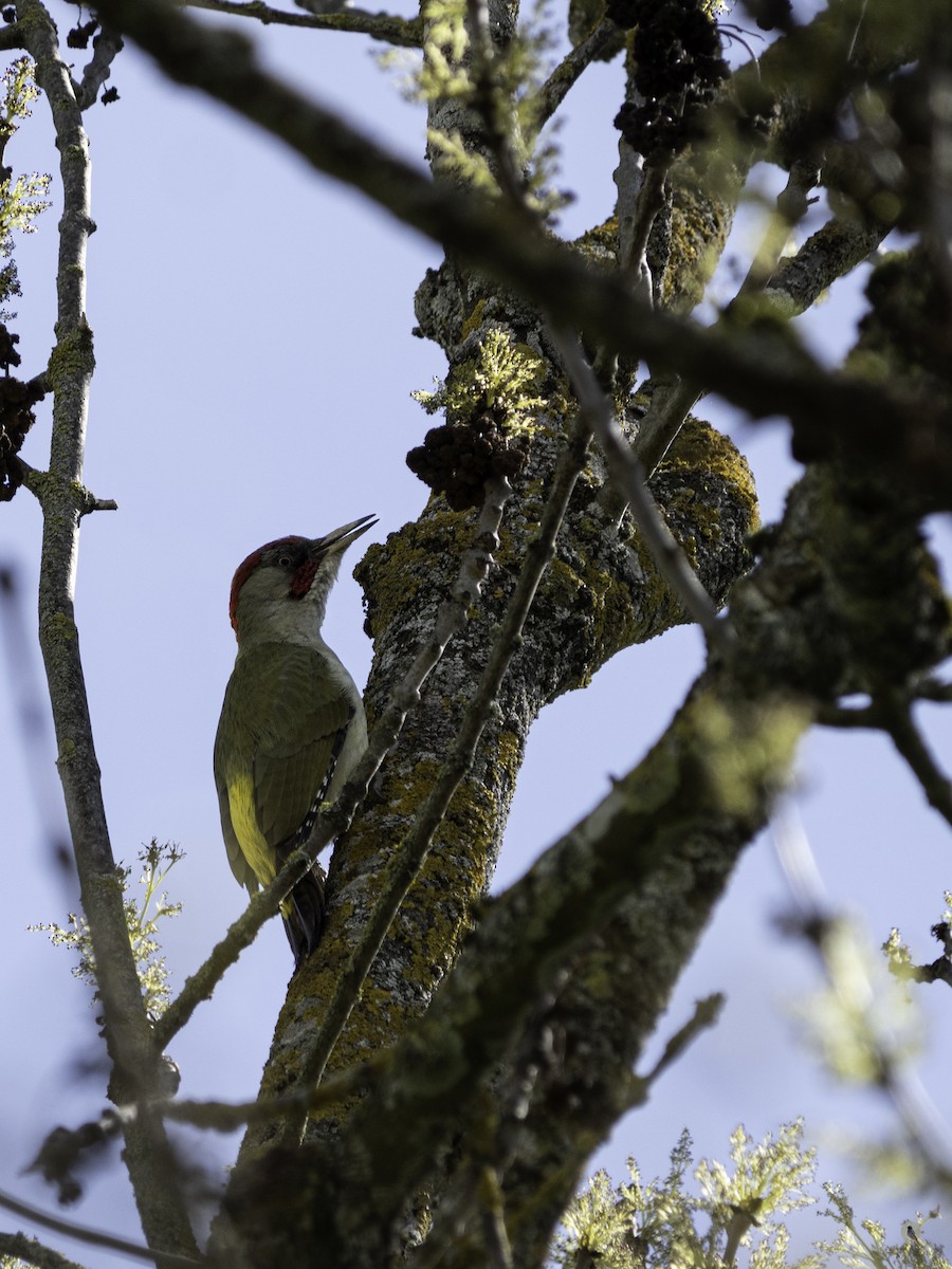 Iberian Green Woodpecker - ML616594688