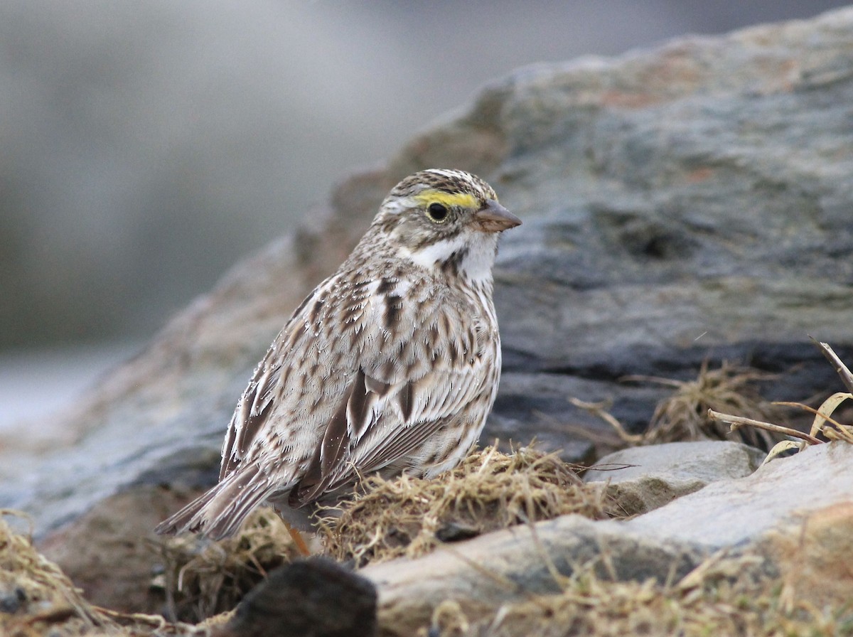 Savannah Sparrow (Ipswich) - ML616594729