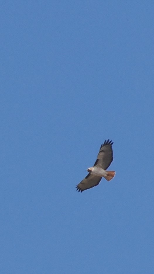 Red-tailed Hawk - ML616594734
