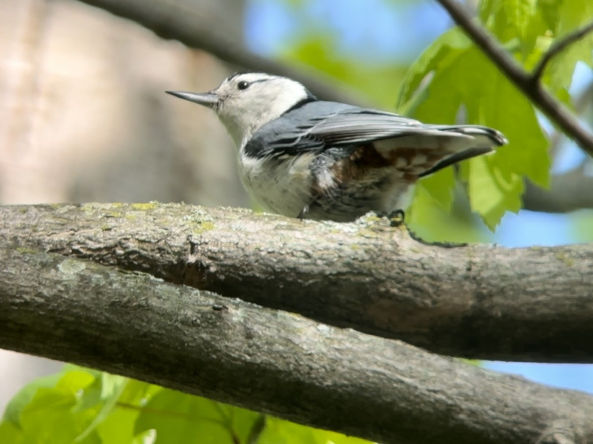 White-breasted Nuthatch - ML616594806