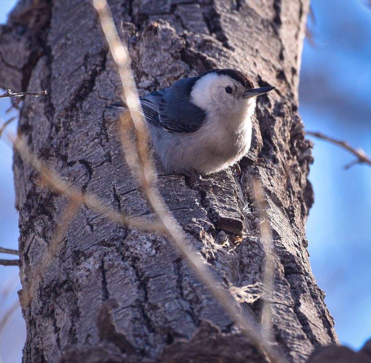 White-breasted Nuthatch - ML616594969
