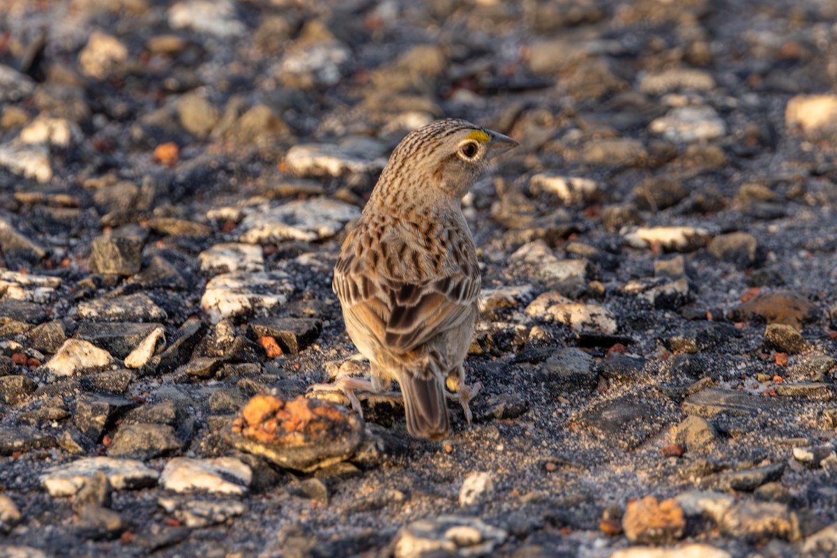 Grassland Sparrow - ML616594985