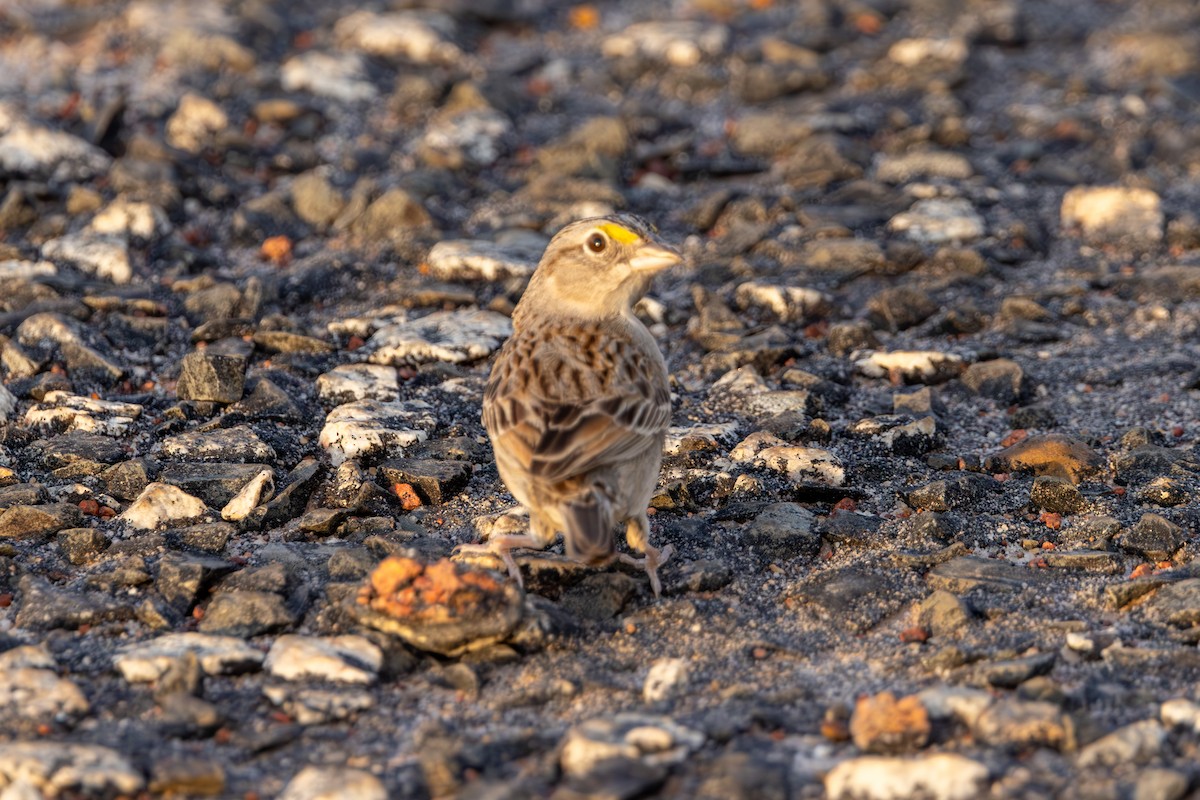 Grassland Sparrow - ML616594986