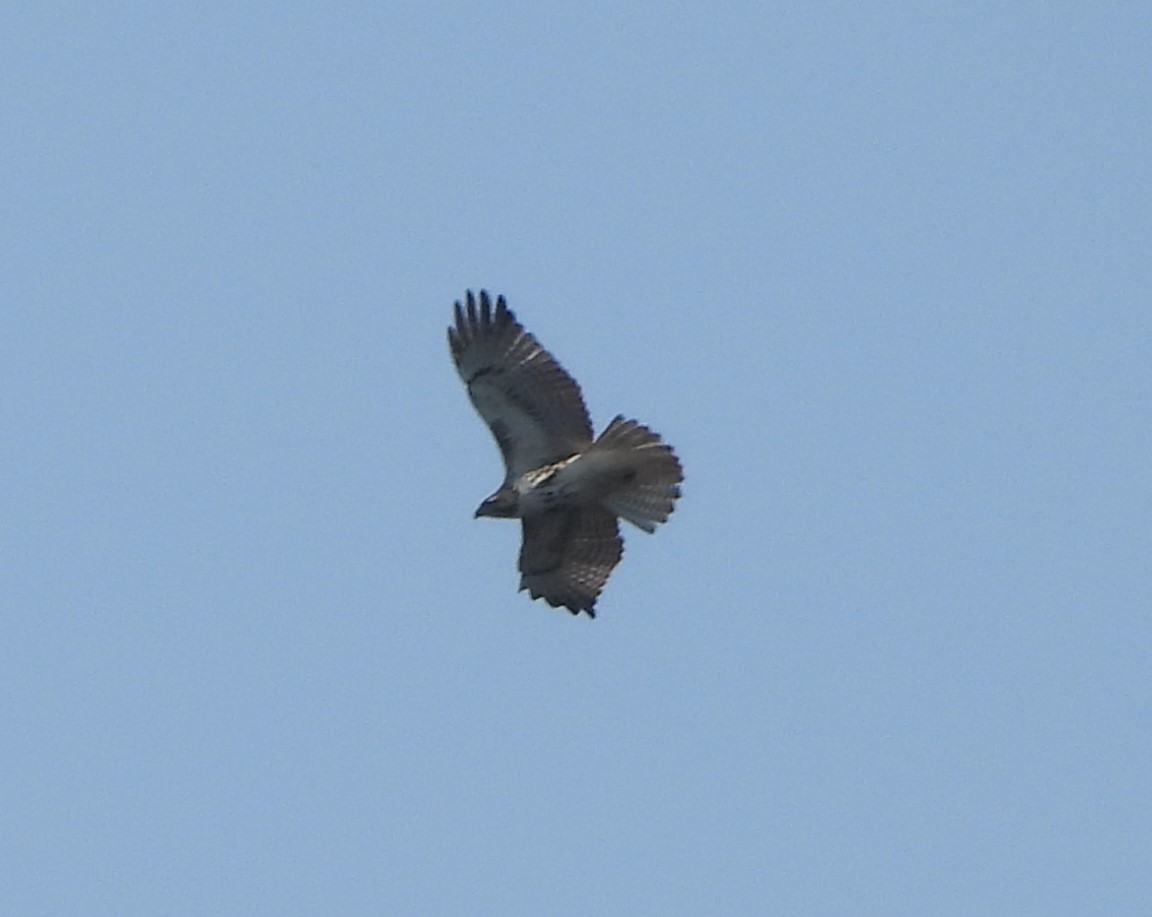 Red-tailed Hawk - ML616595122