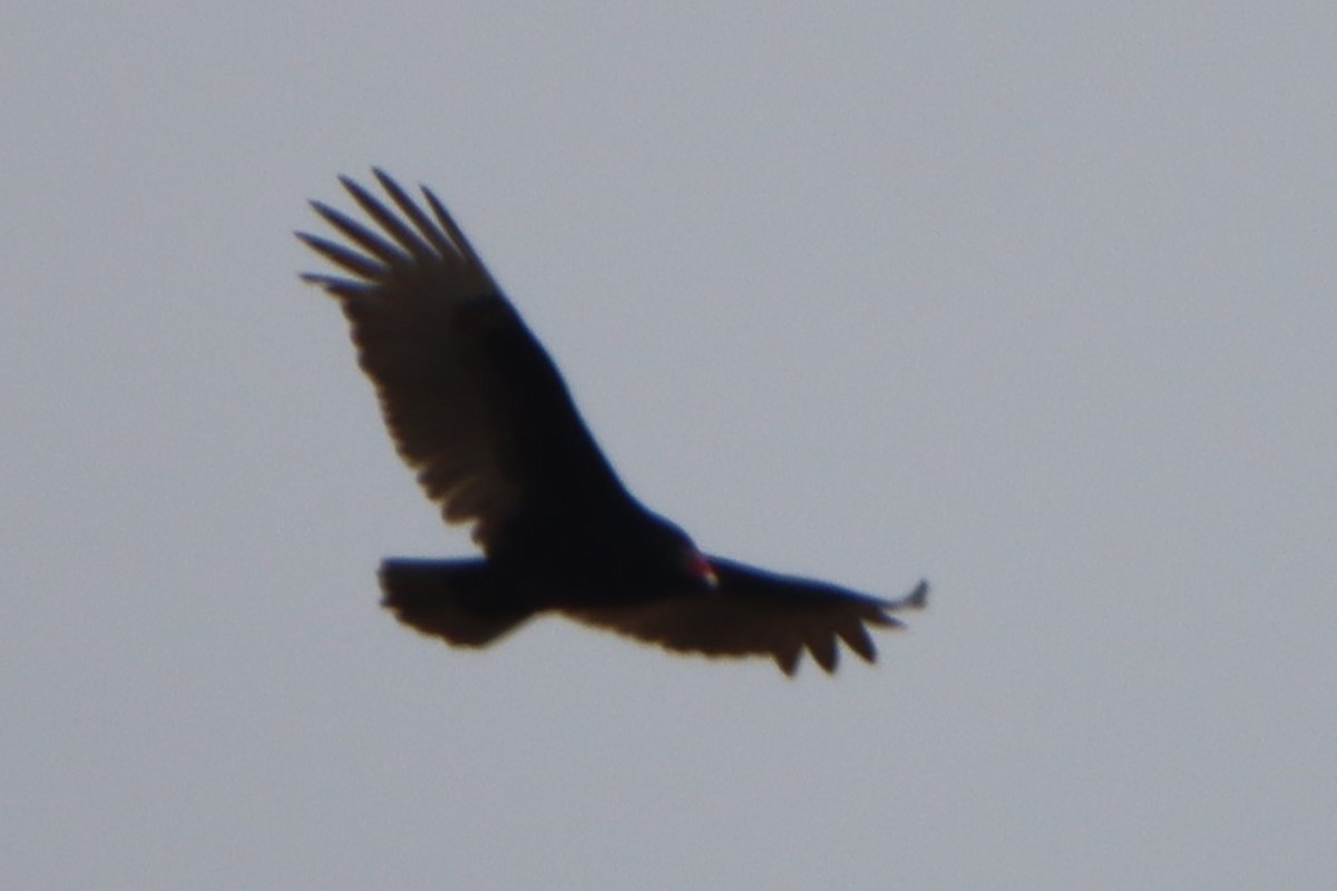 Turkey Vulture - Sandy C