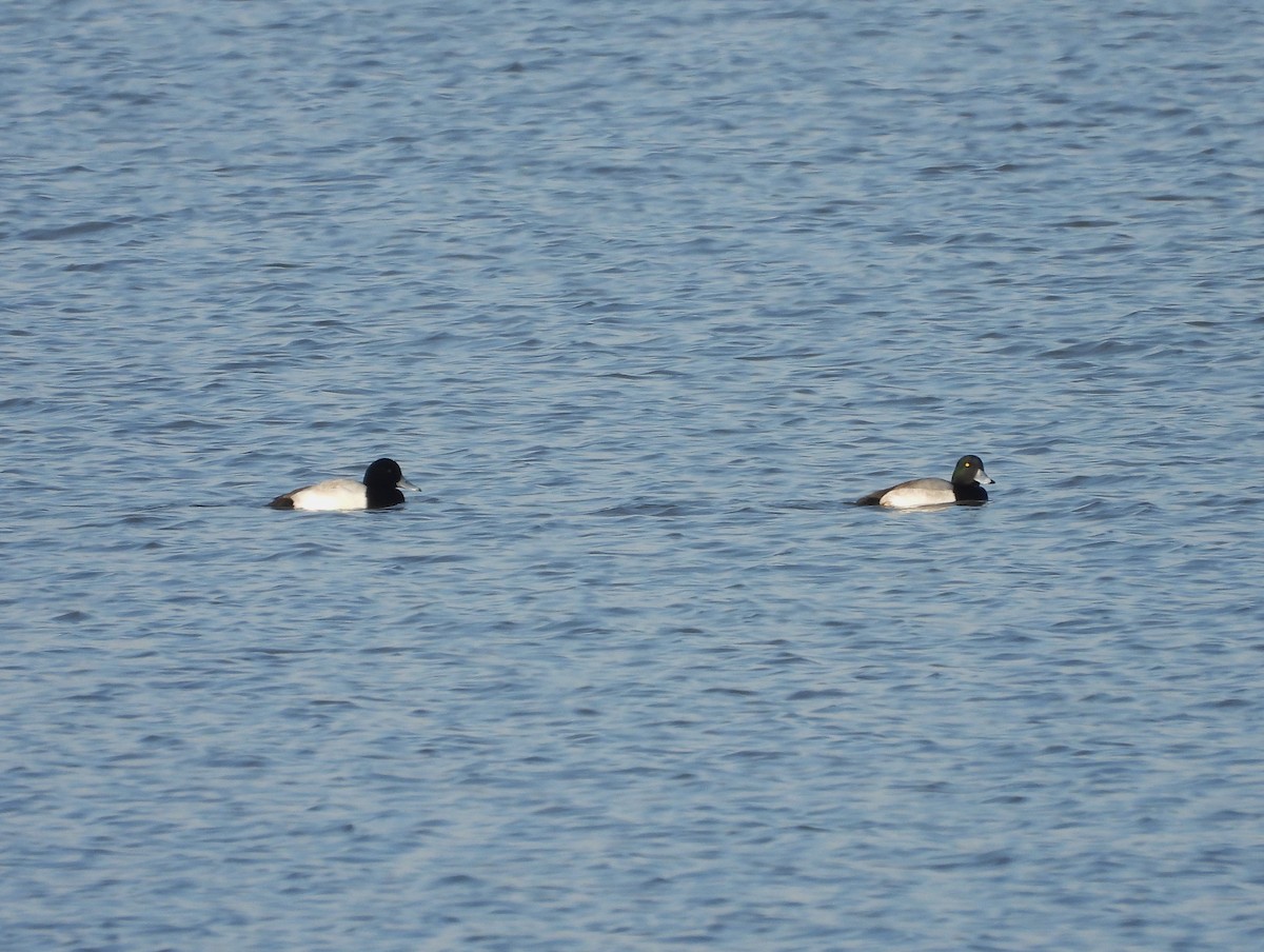 Greater Scaup - ML616595184