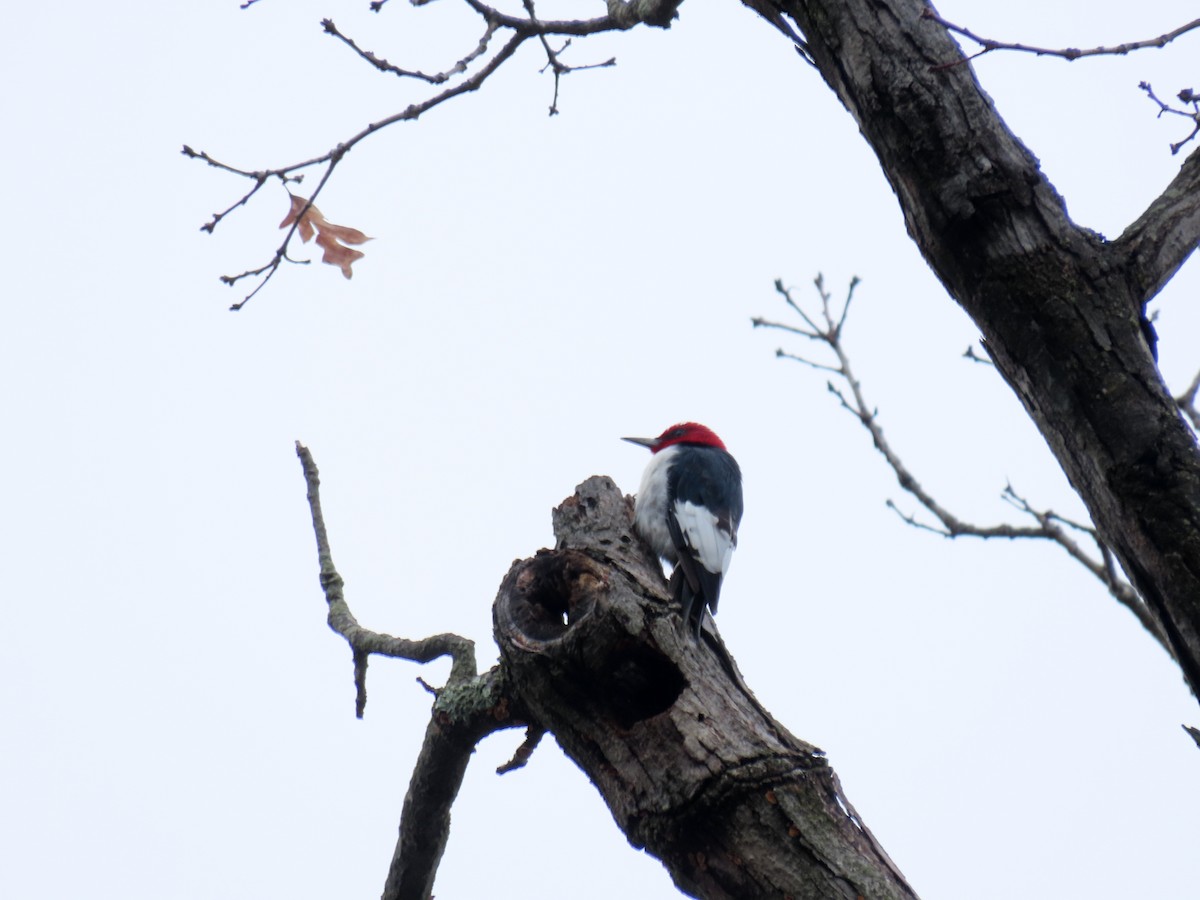 Red-headed Woodpecker - ML616595190