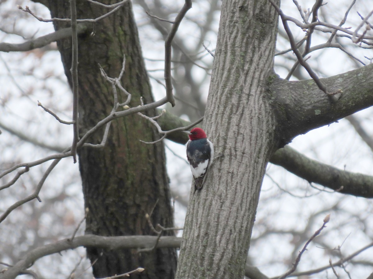 Red-headed Woodpecker - ML616595191