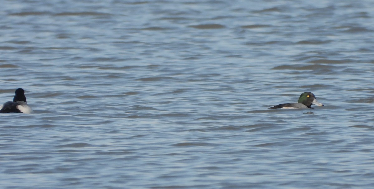 Greater Scaup - William Galloway
